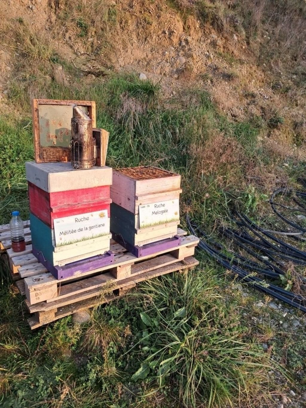 La ruche Mélitée de la gentiane