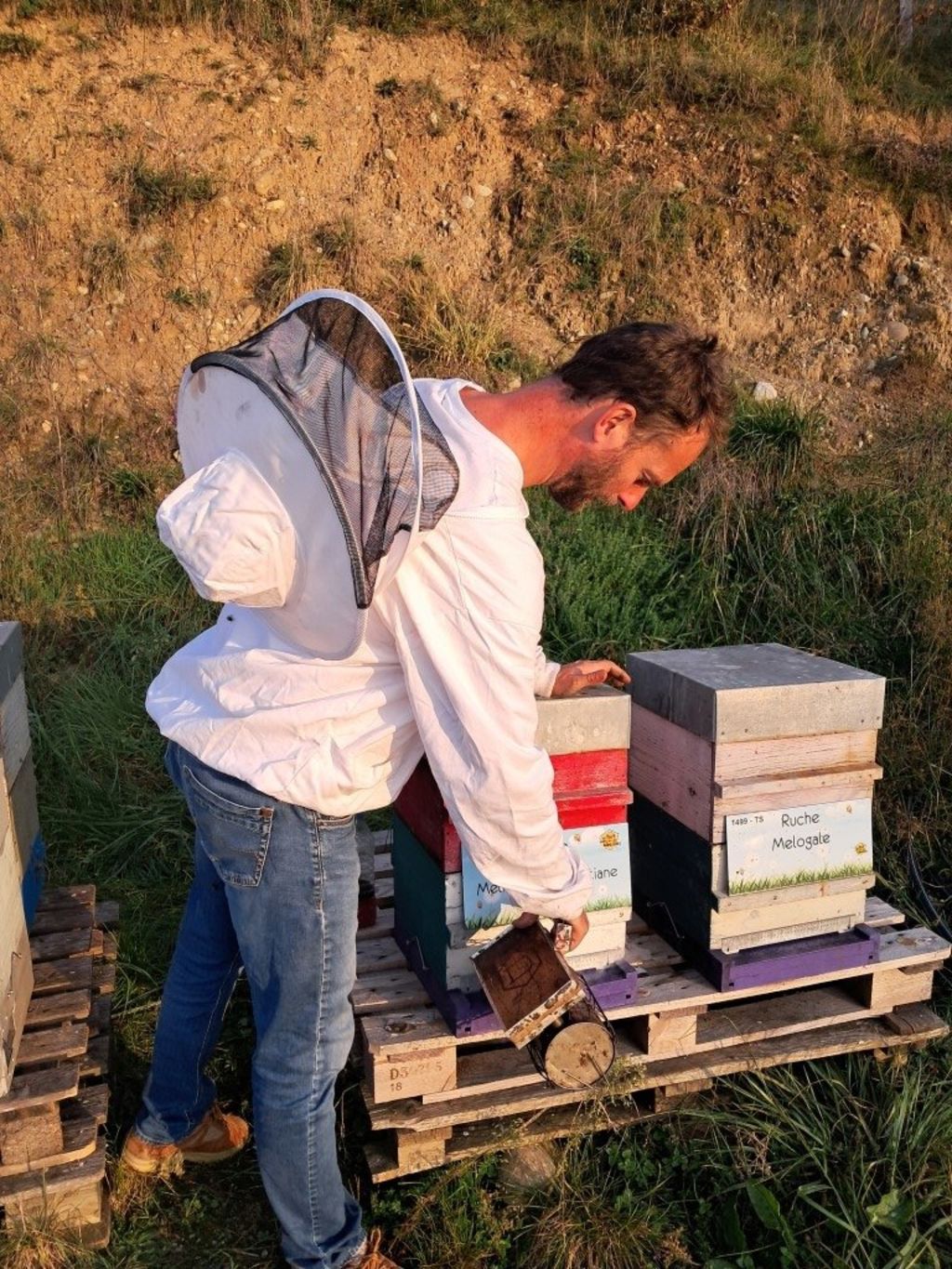 La ruche Mélitée de la gentiane