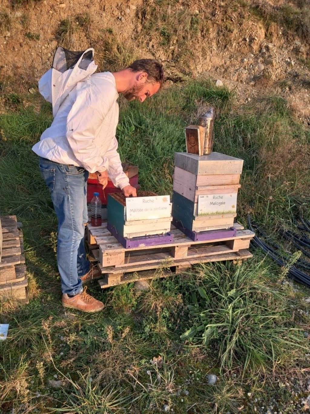 La ruche Mélitée de la gentiane