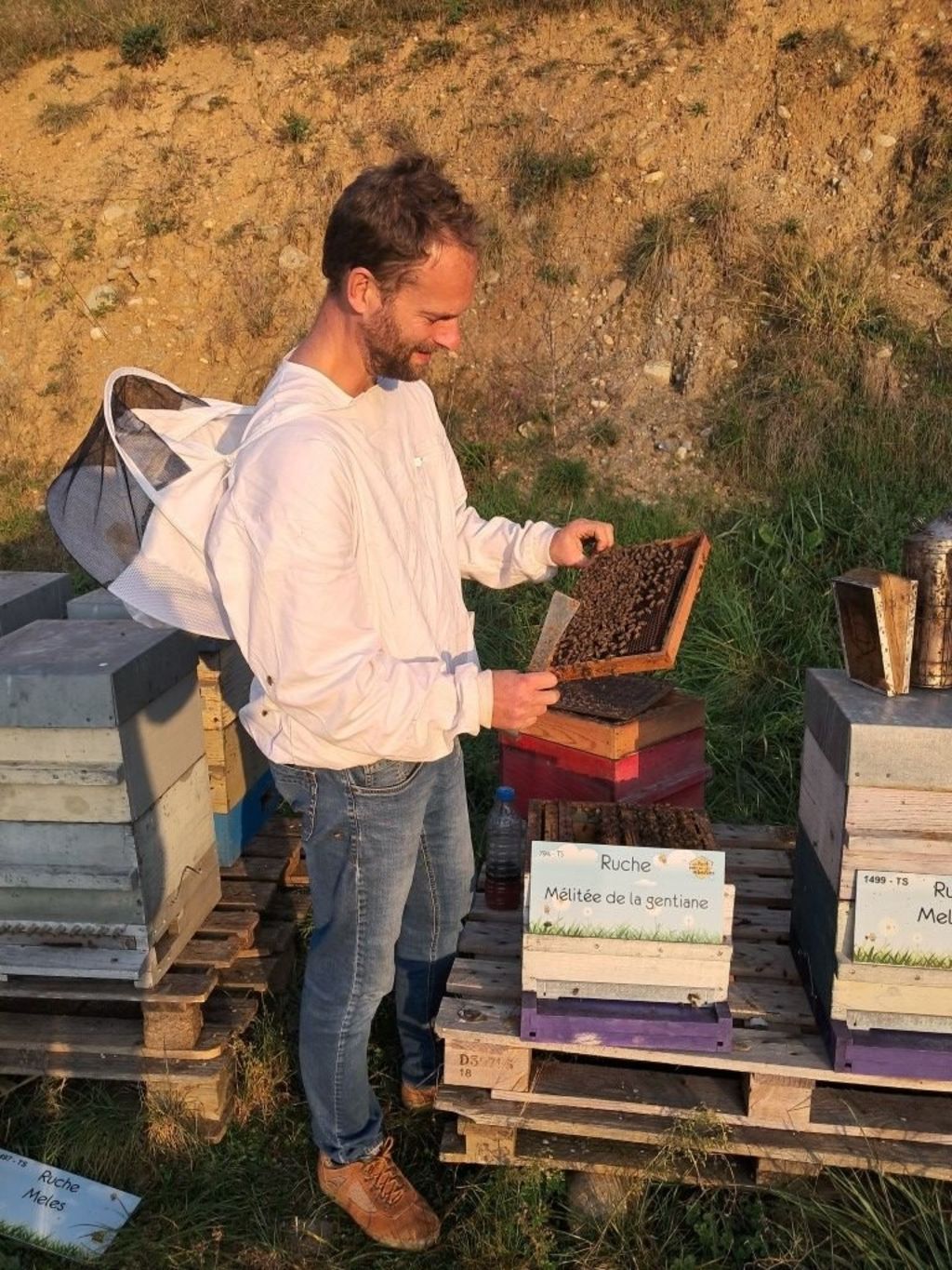 La ruche Mélitée de la gentiane