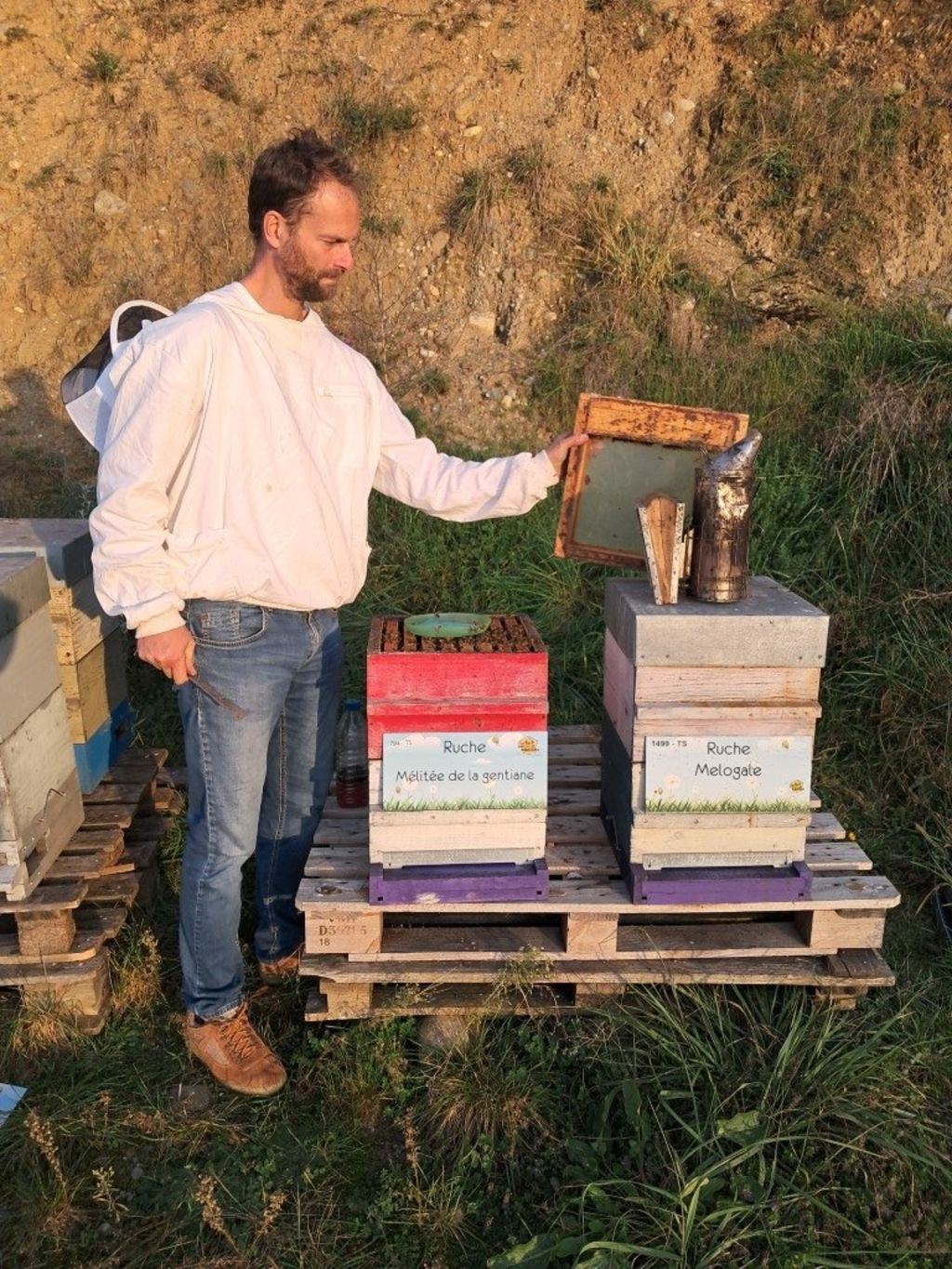 La ruche Mélitée de la gentiane