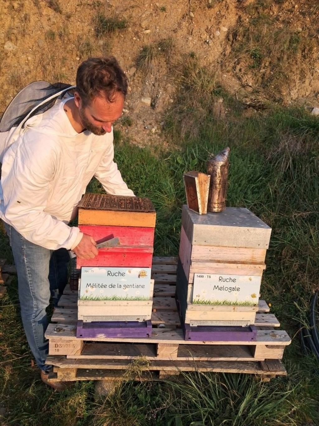 La ruche Mélitée de la gentiane