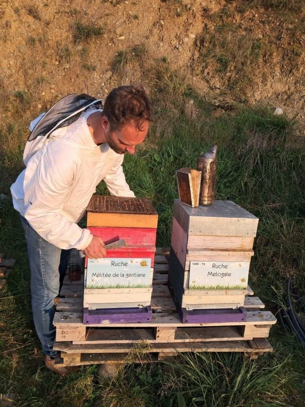 La ruche Mélitée de la gentiane