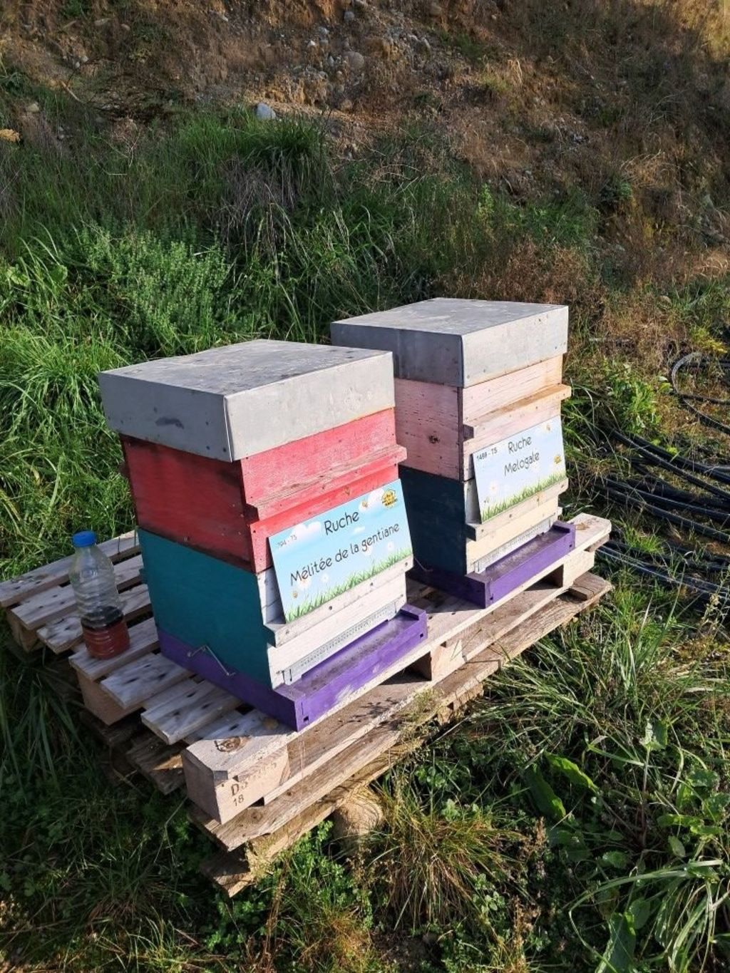 La ruche Mélitée de la gentiane