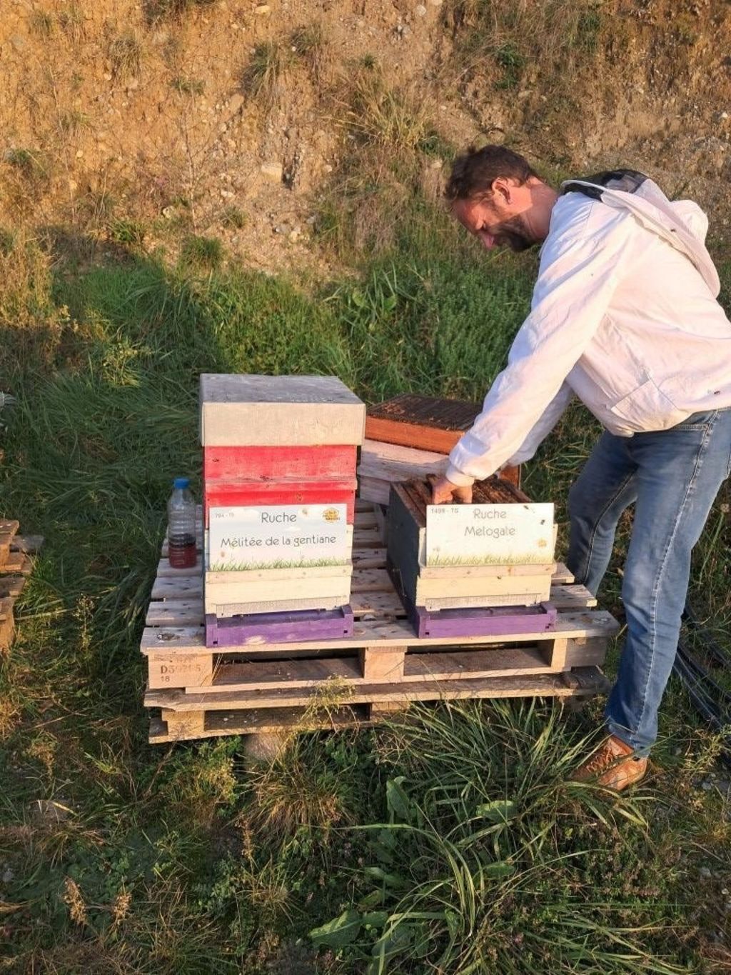 La ruche Mélitée de la gentiane