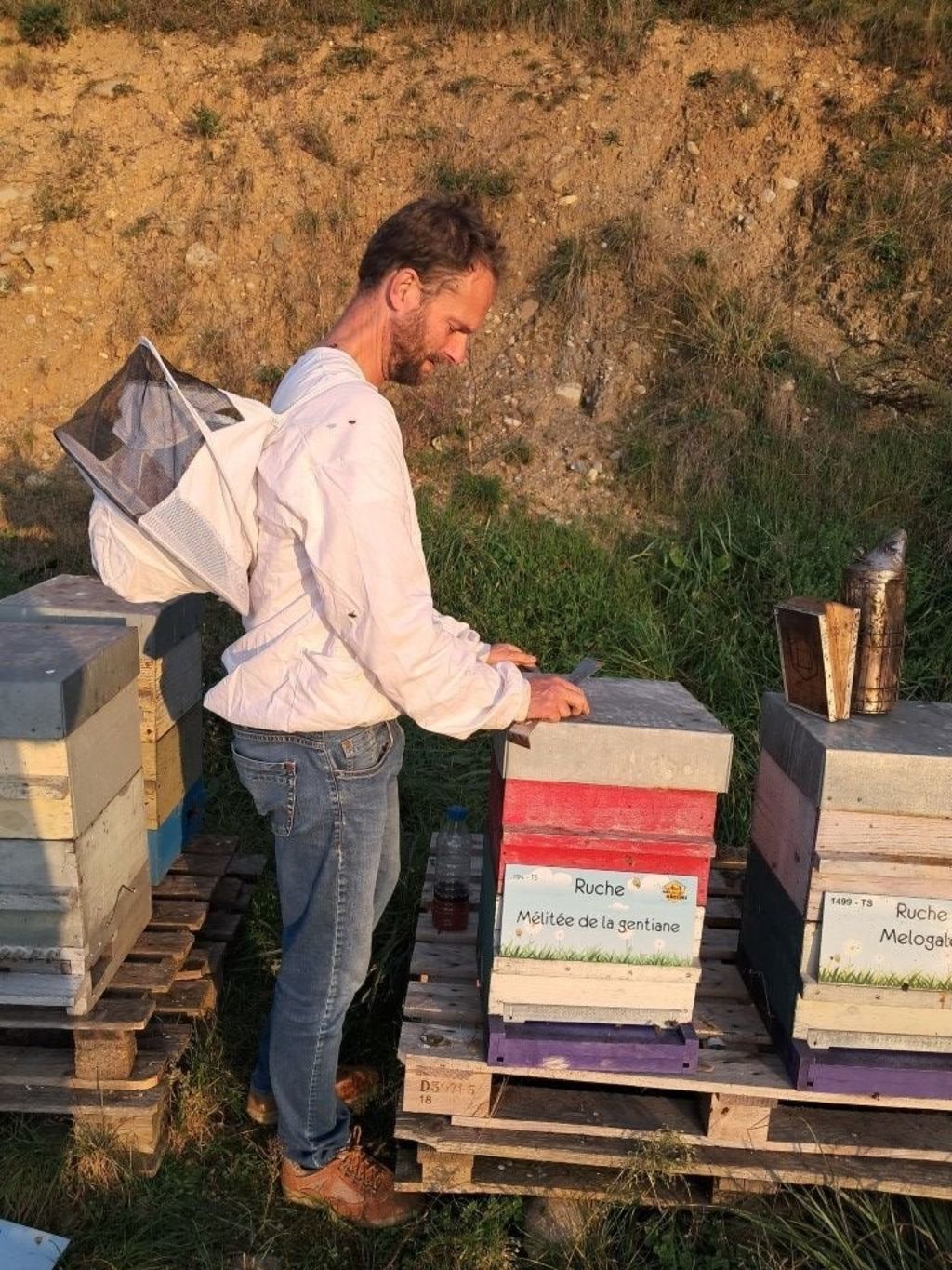 La ruche Mélitée de la gentiane