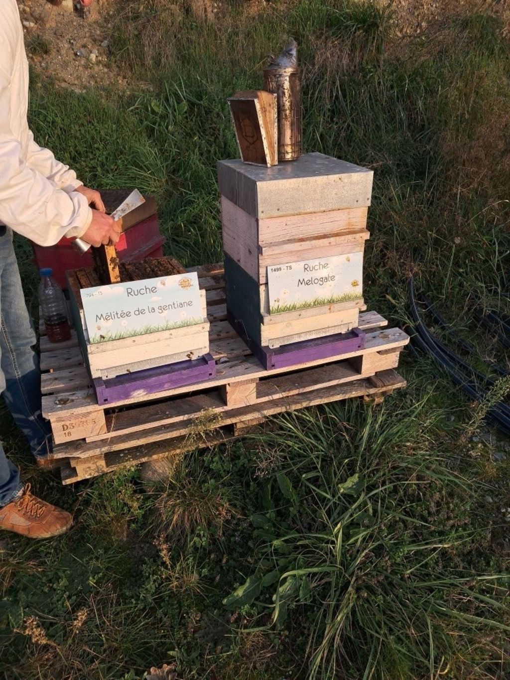 La ruche Mélitée de la gentiane