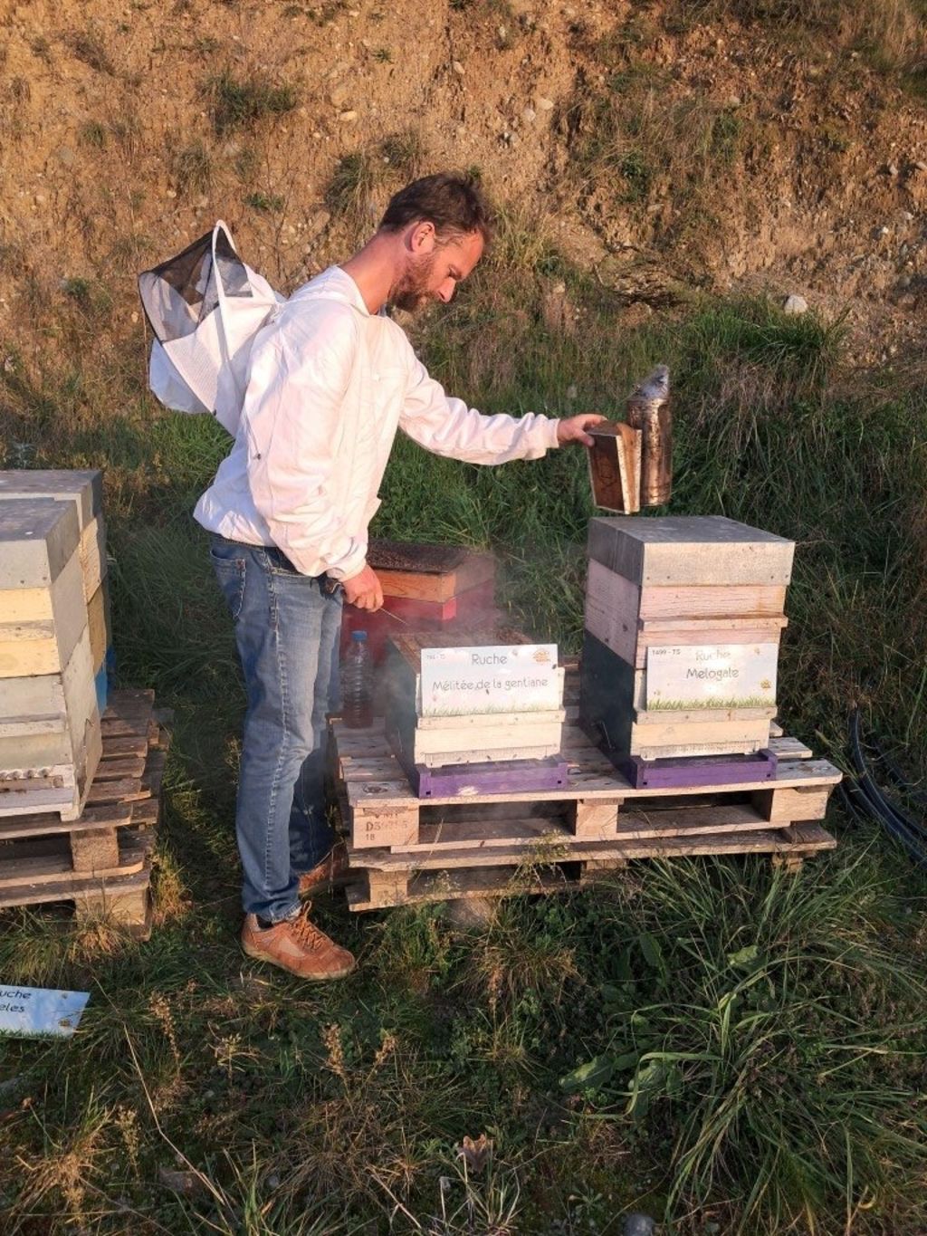 La ruche Mélitée de la gentiane