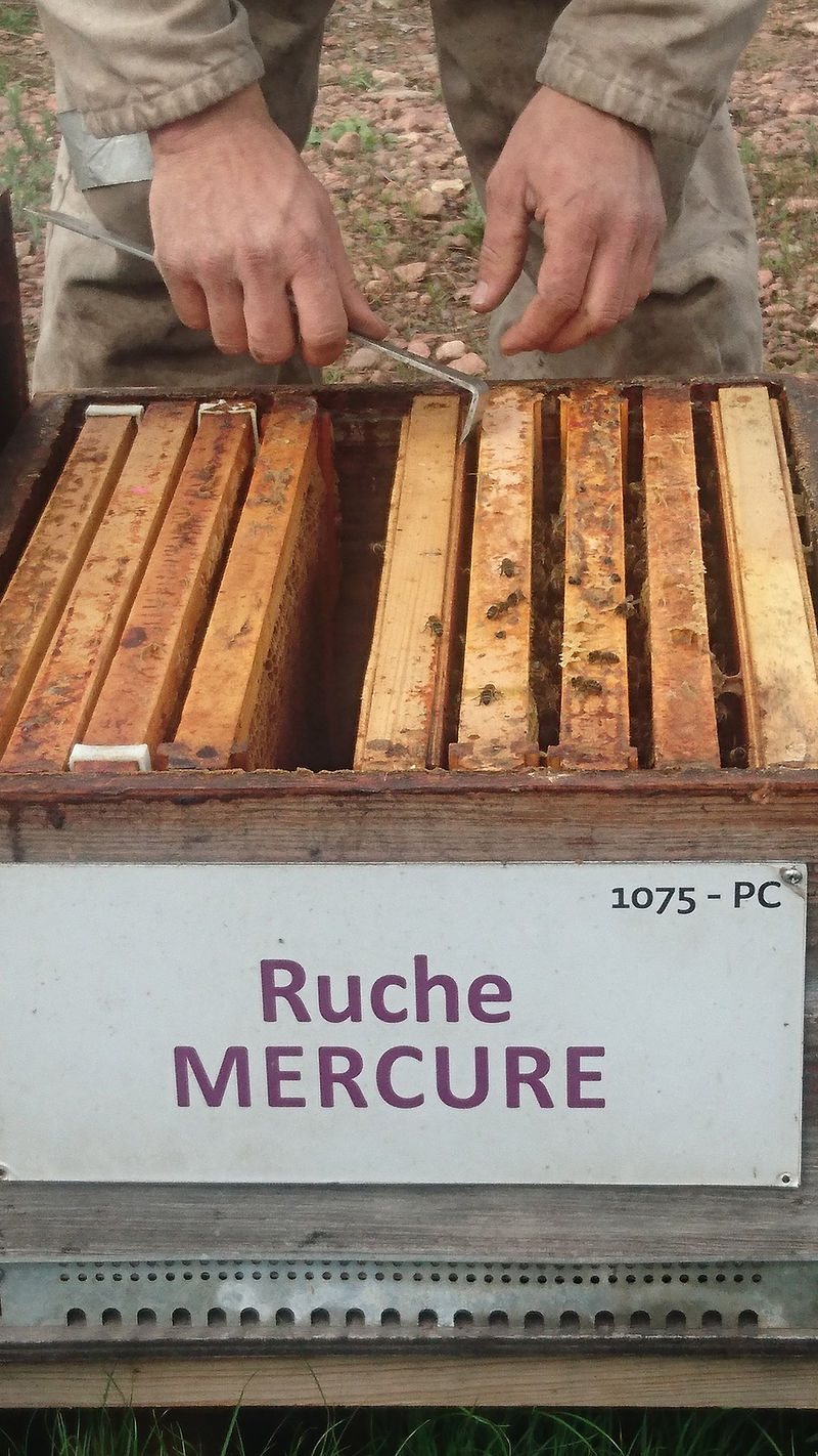 La ruche Mercure