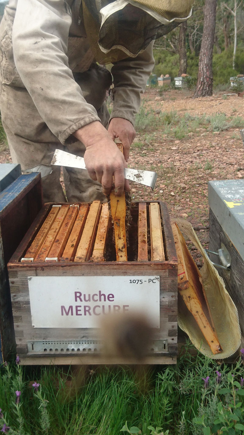 La ruche Mercure