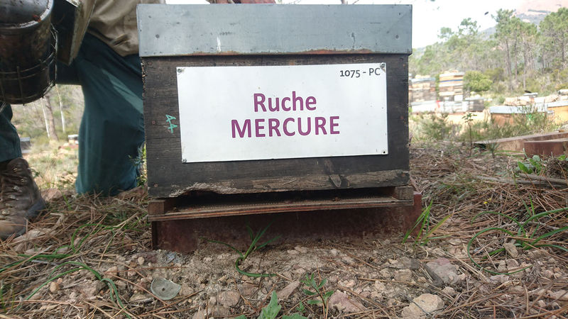 La ruche Mercure