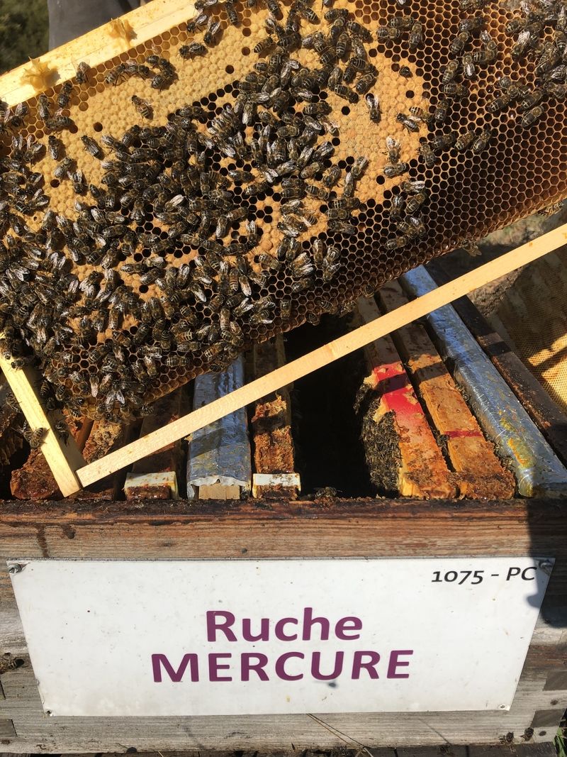 La ruche Mercure