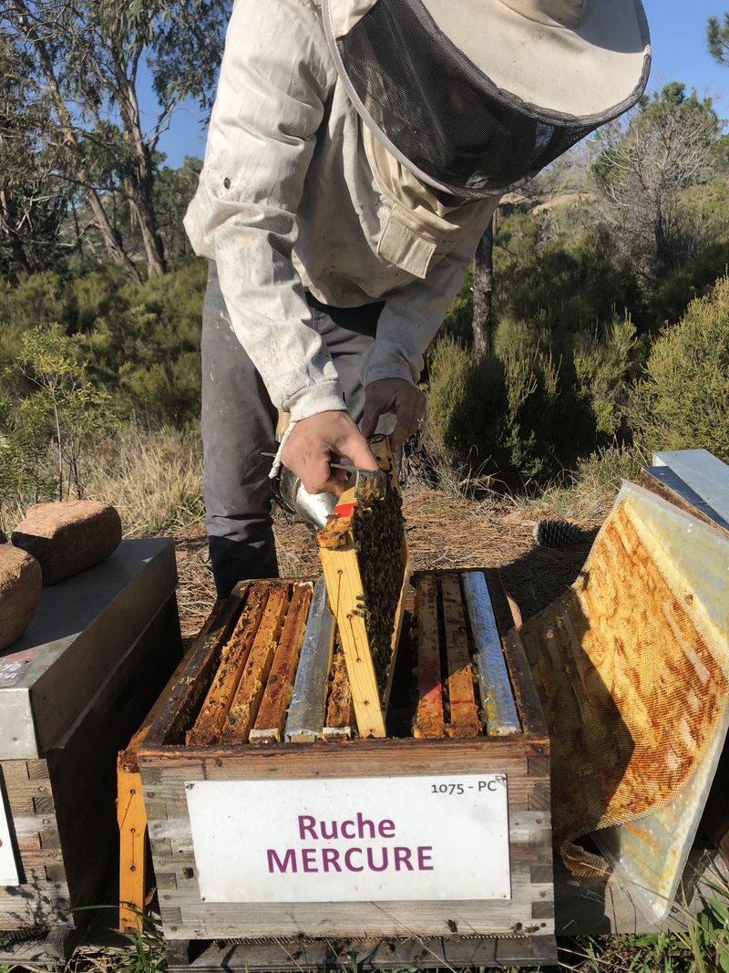 La ruche Mercure