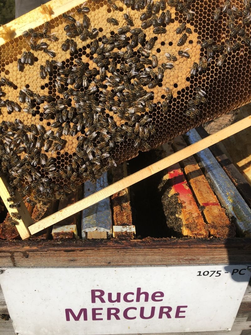 La ruche Mercure