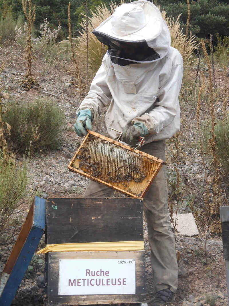 La ruche Meticuleuse