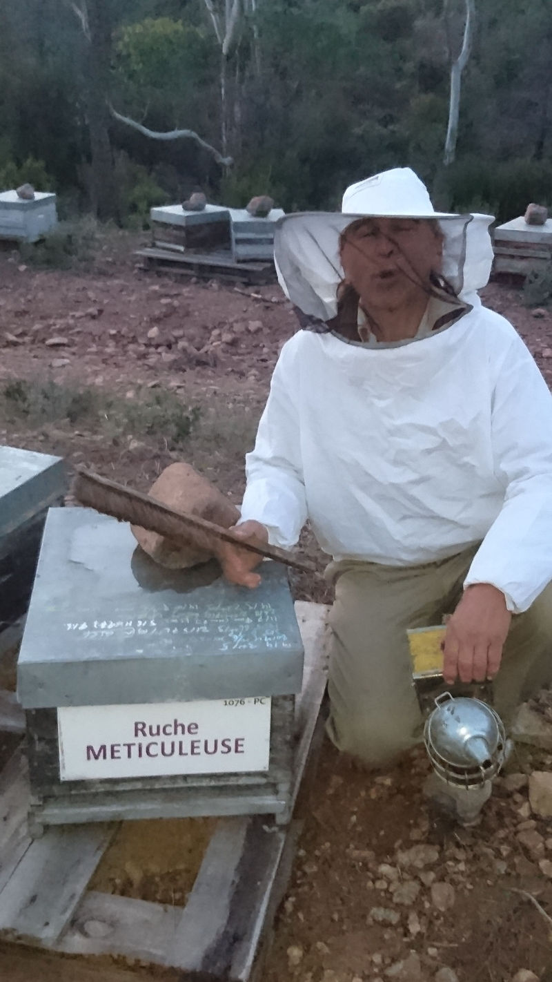 La ruche Meticuleuse