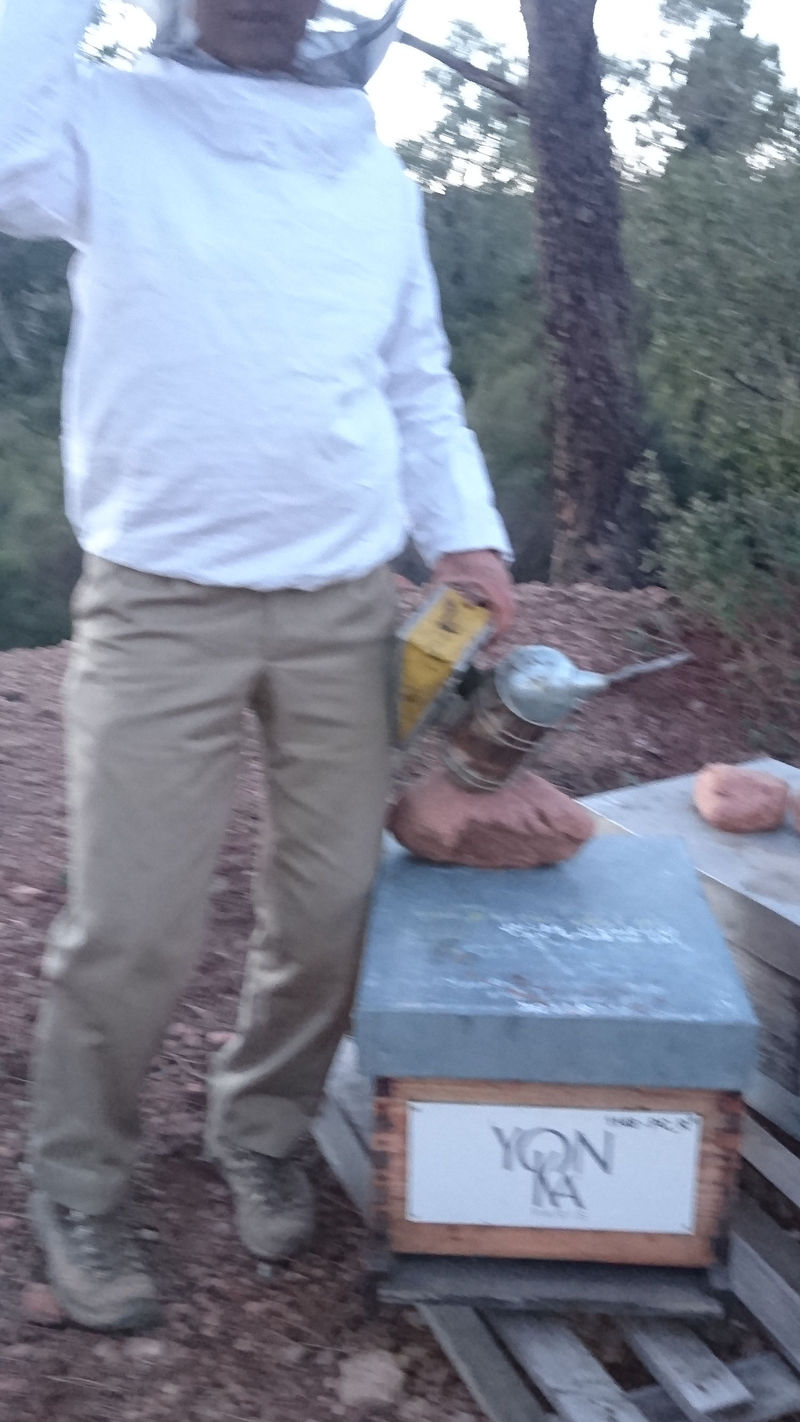 La ruche Meticuleuse