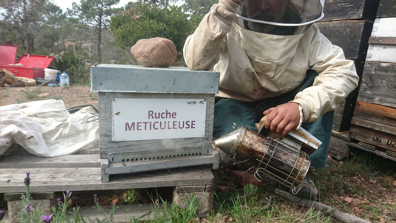 La ruche Meticuleuse