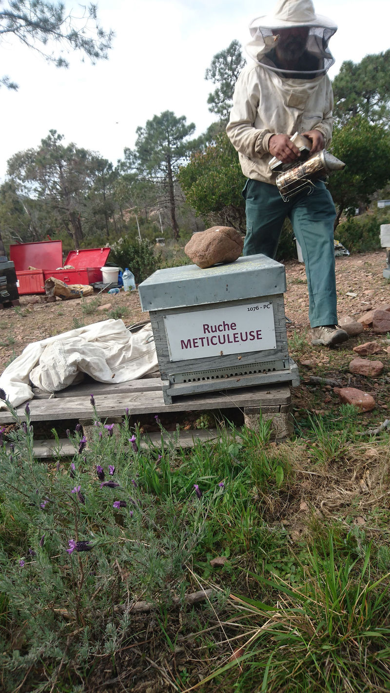 La ruche Meticuleuse