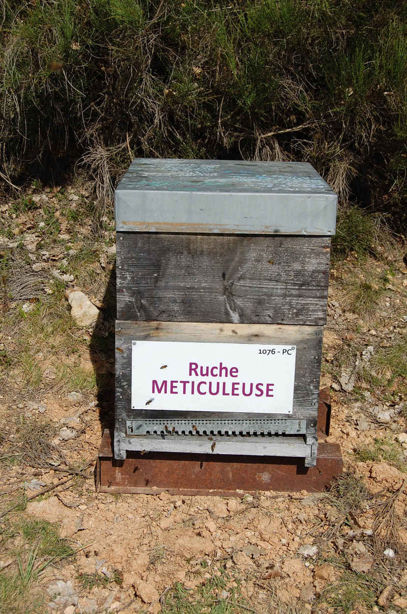 La ruche Meticuleuse