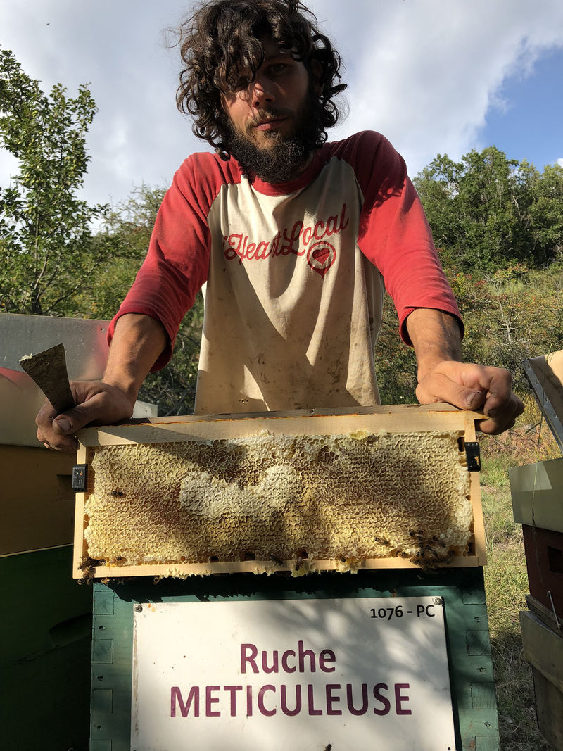 La ruche Meticuleuse