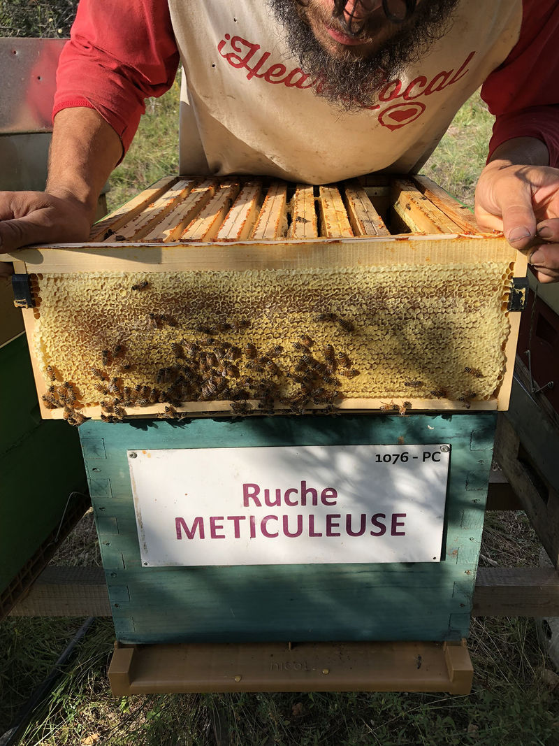 La ruche Meticuleuse
