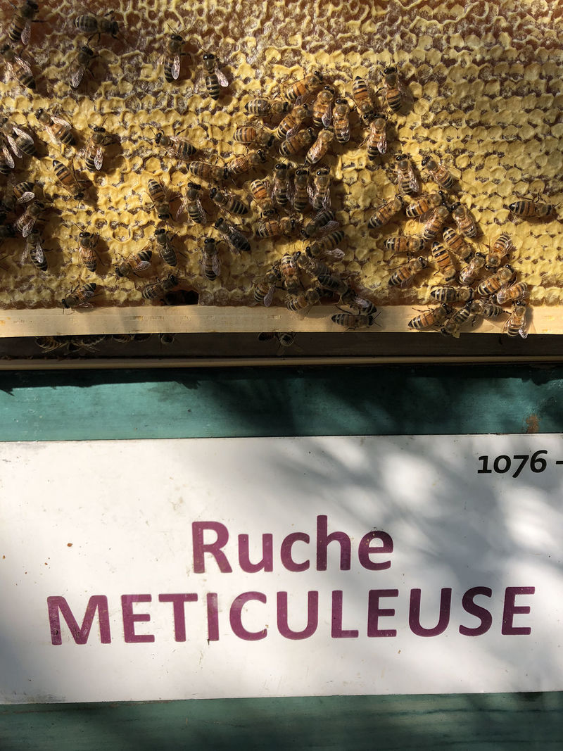 La ruche Meticuleuse