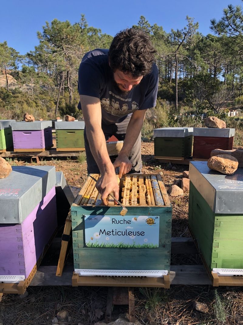 La ruche Meticuleuse