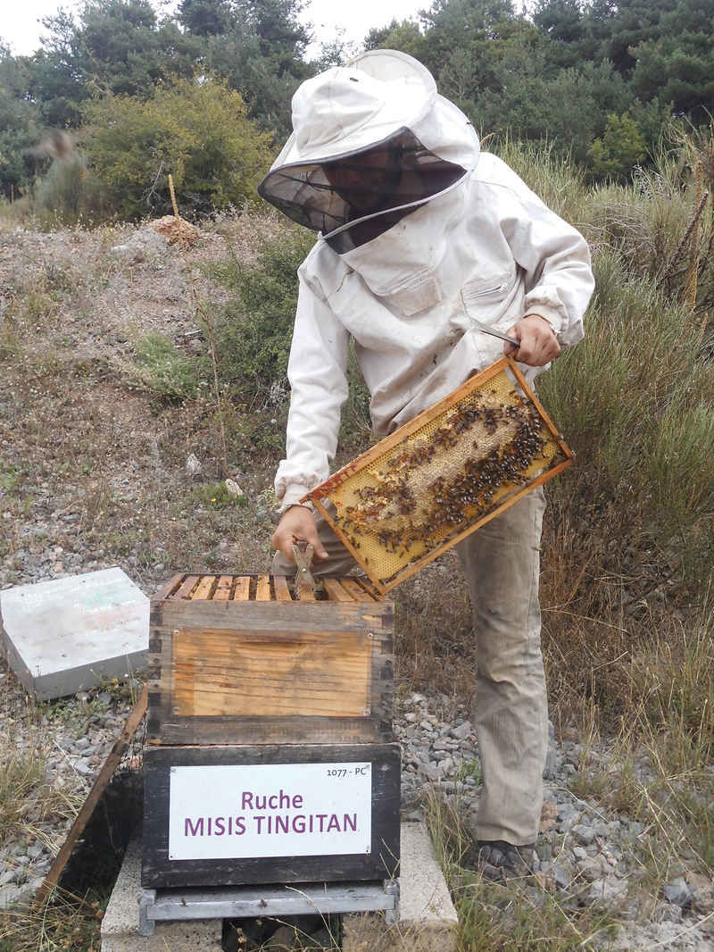 La ruche Misis tingitan