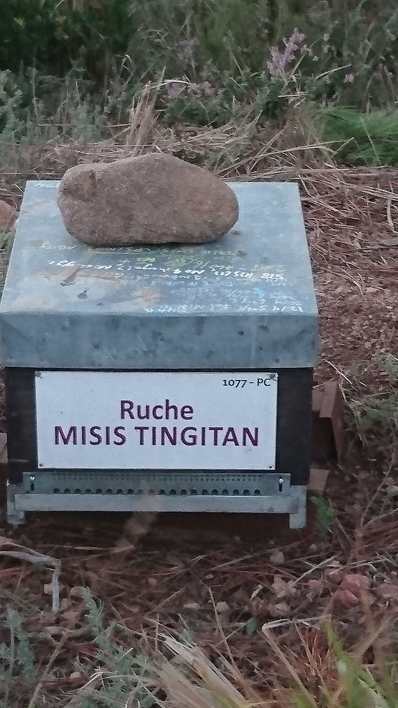 La ruche Misis tingitan