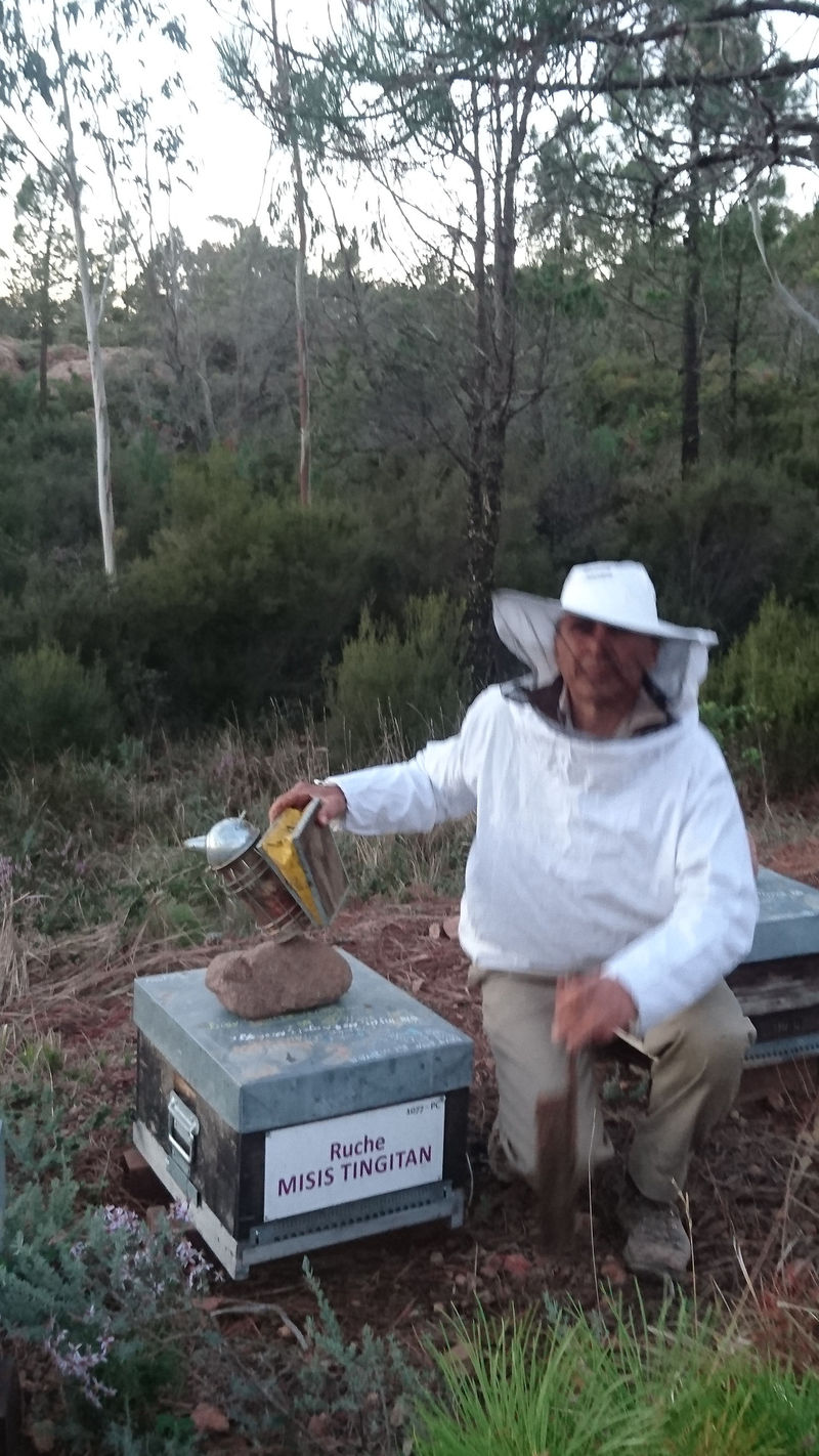 La ruche Misis tingitan