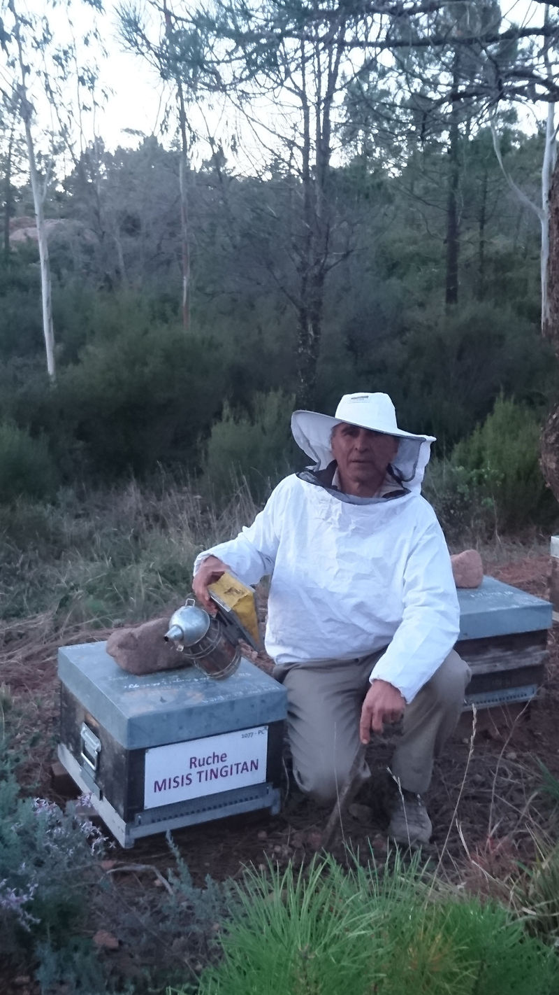 La ruche Misis tingitan