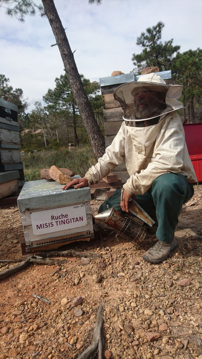 La ruche Misis tingitan