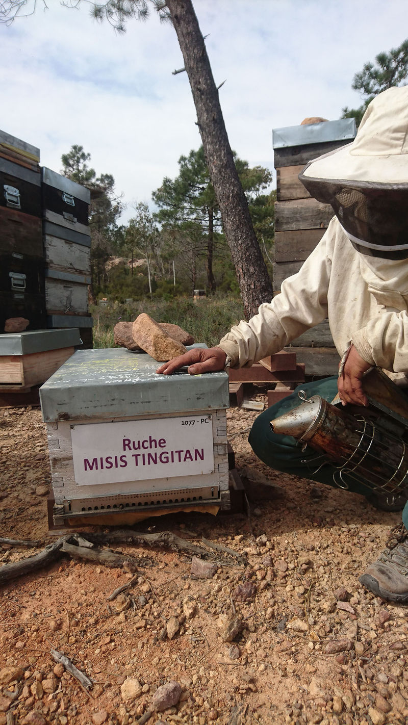 La ruche Misis tingitan