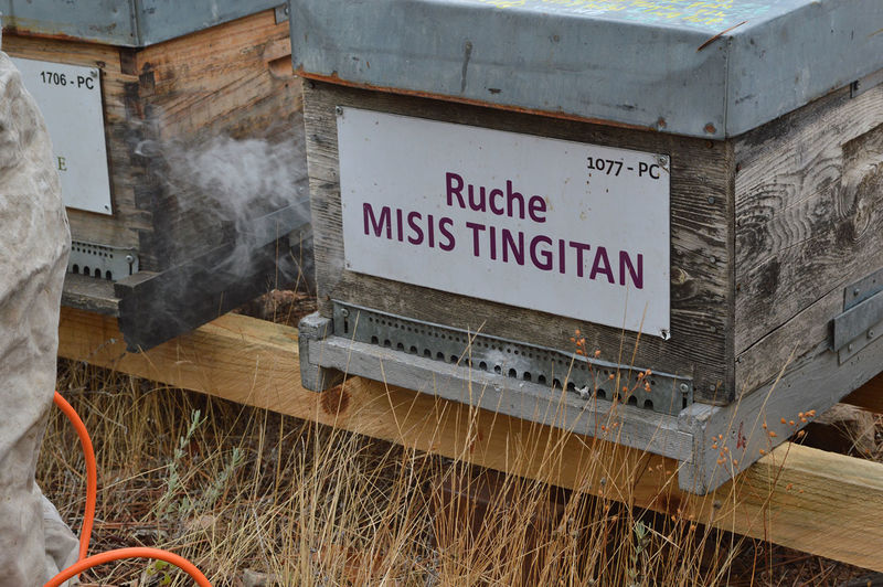 La ruche Misis tingitan