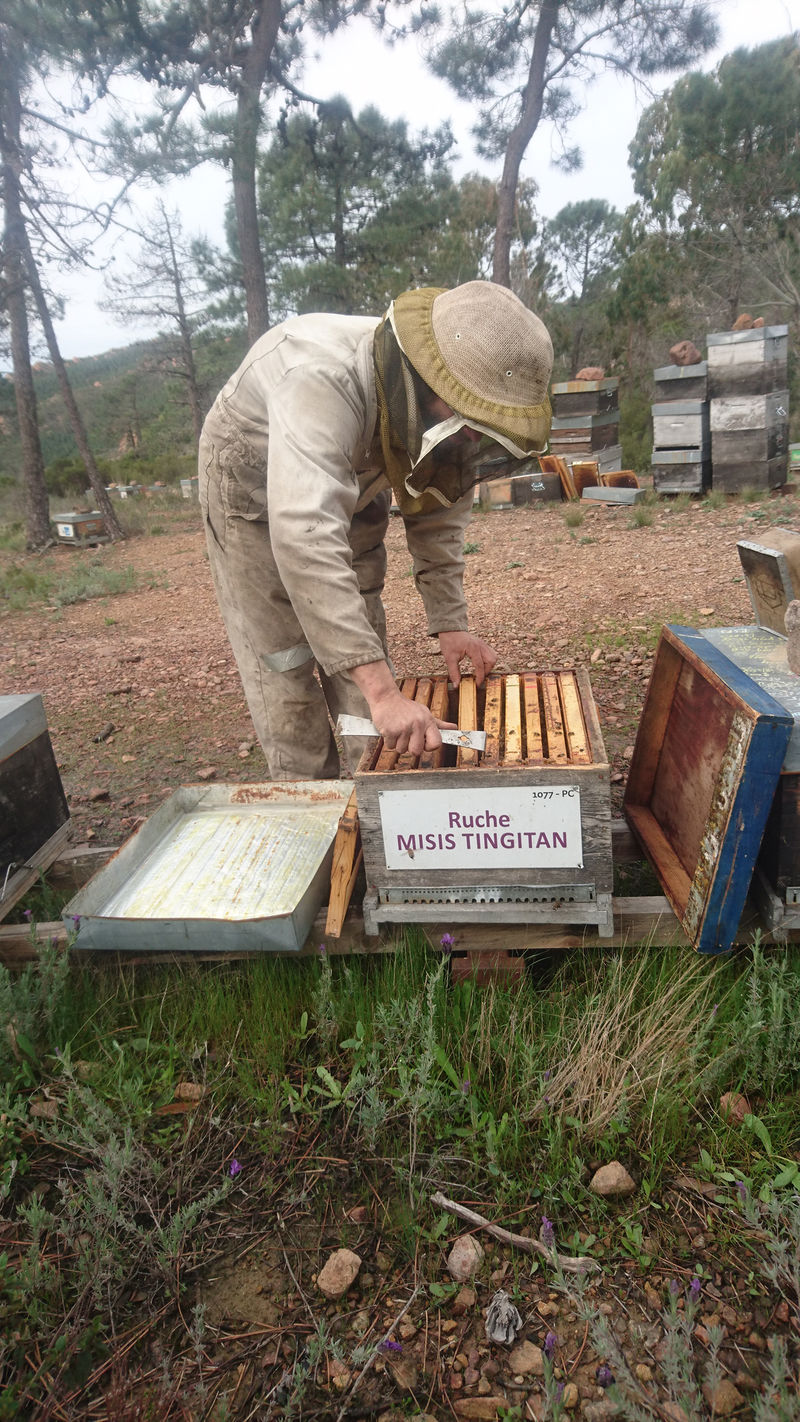 La ruche Misis tingitan