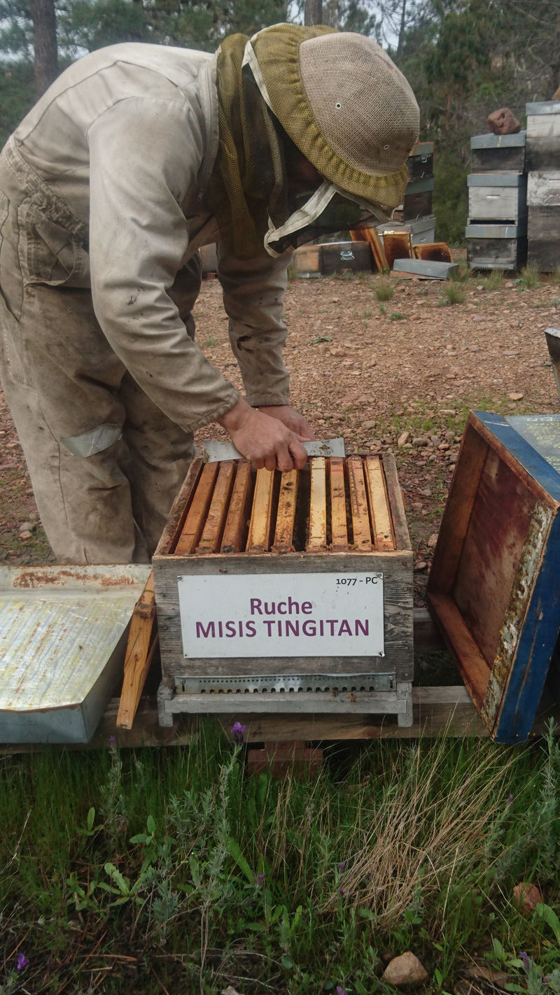 La ruche Misis tingitan