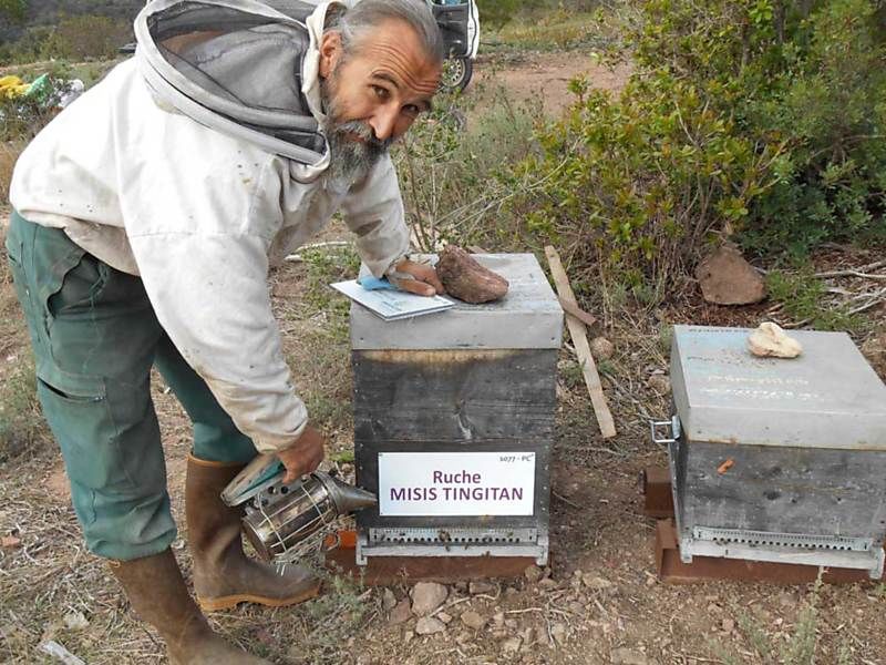 La ruche Misis tingitan