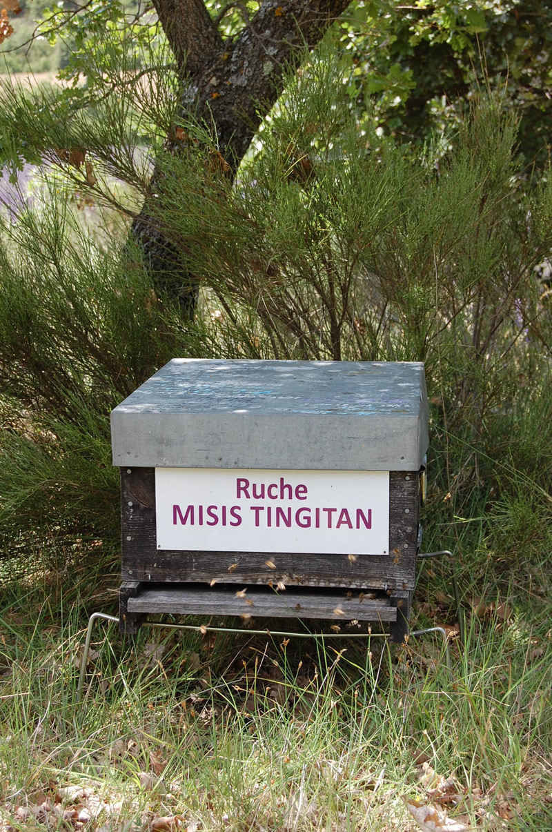 La ruche Misis tingitan