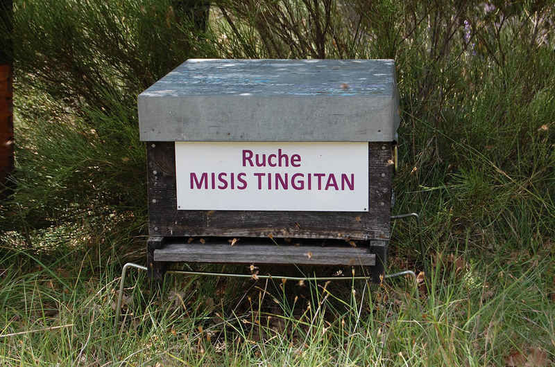 La ruche Misis tingitan