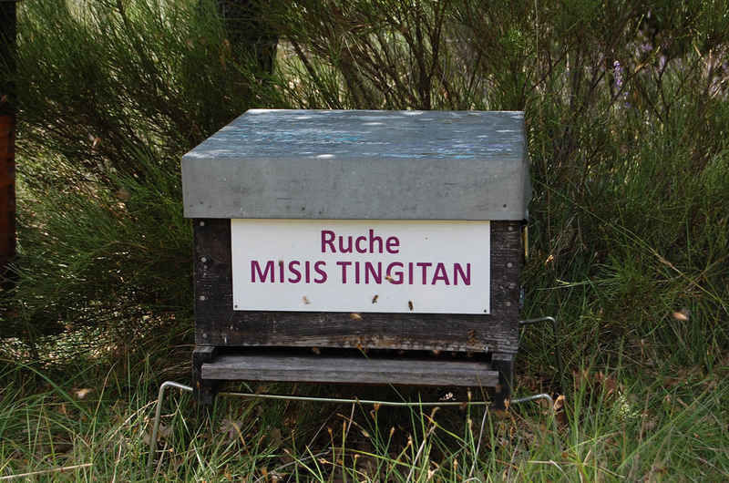 La ruche Misis tingitan