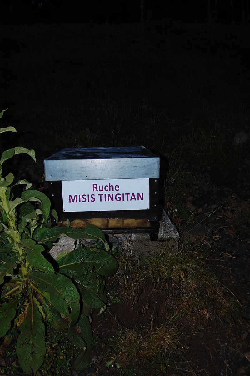 La ruche Misis tingitan