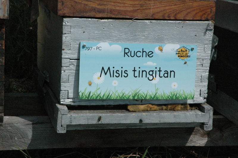 La ruche Misis tingitan