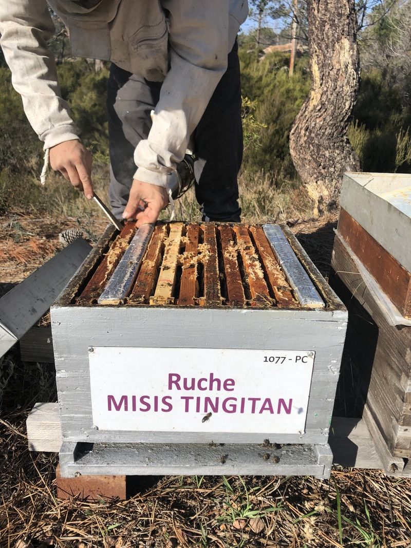 La ruche Misis tingitan