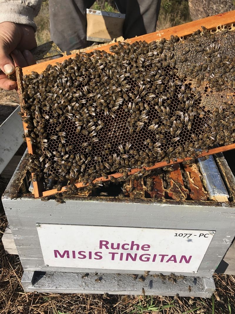 La ruche Misis tingitan