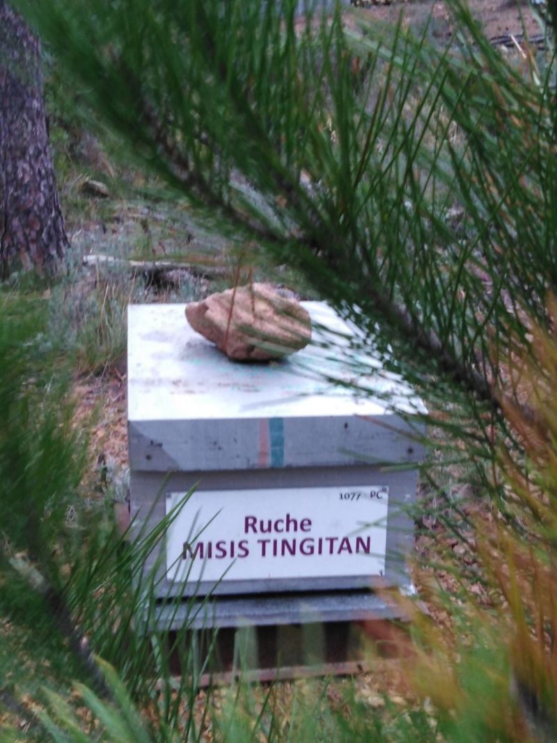 La ruche Misis tingitan