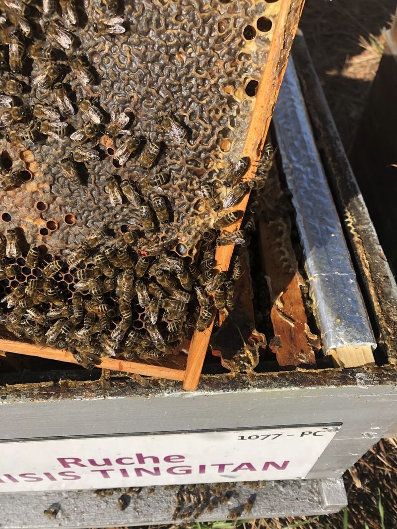 La ruche Misis tingitan