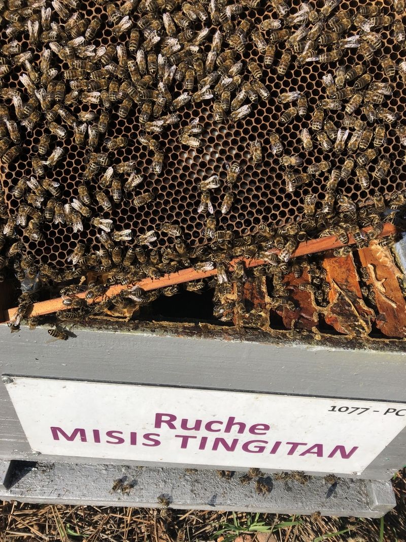 La ruche Misis tingitan