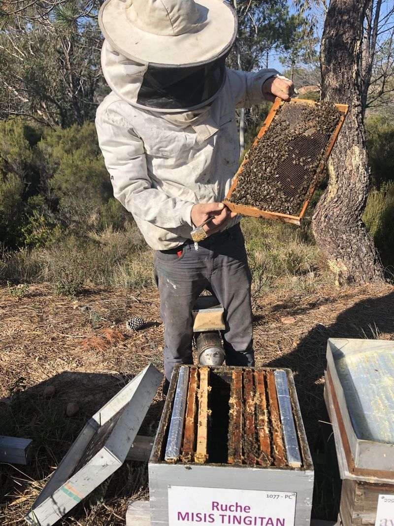 La ruche Misis tingitan