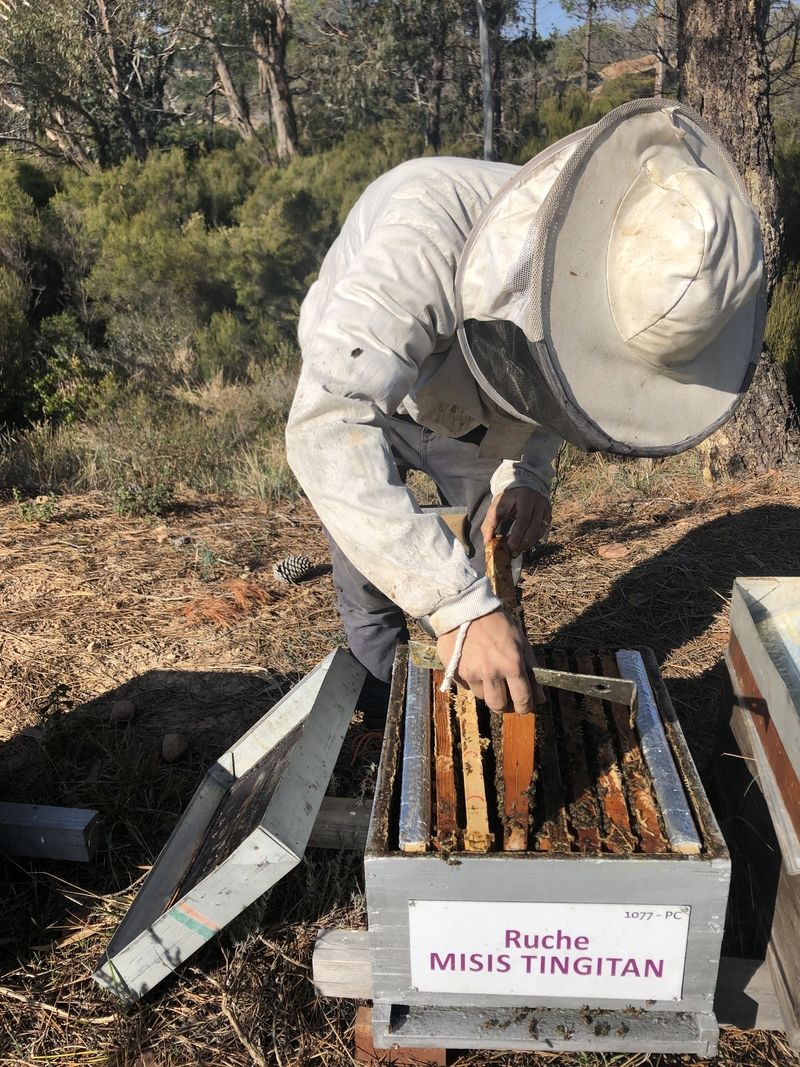 La ruche Misis tingitan